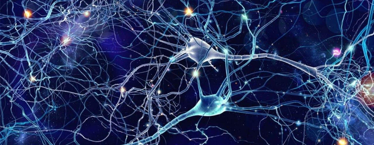 Как формируются нейронные связи